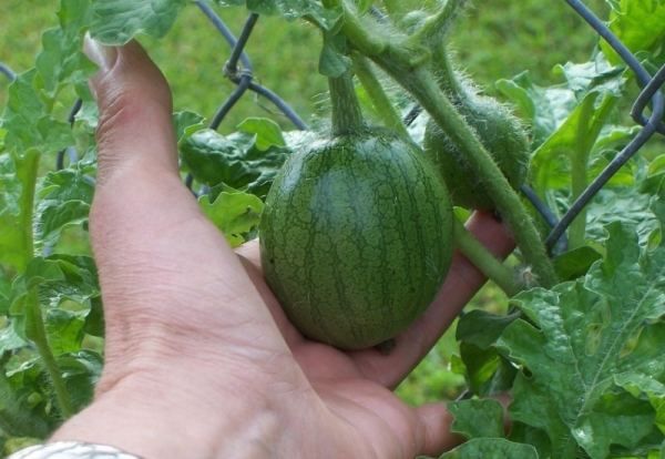  Pinching allows you to send all the energy to the formation of the fruit, rather than building up excess green mass