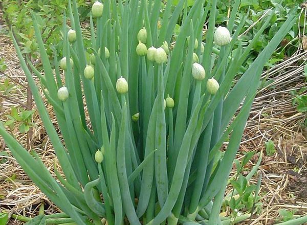 Onion batun cultivation
