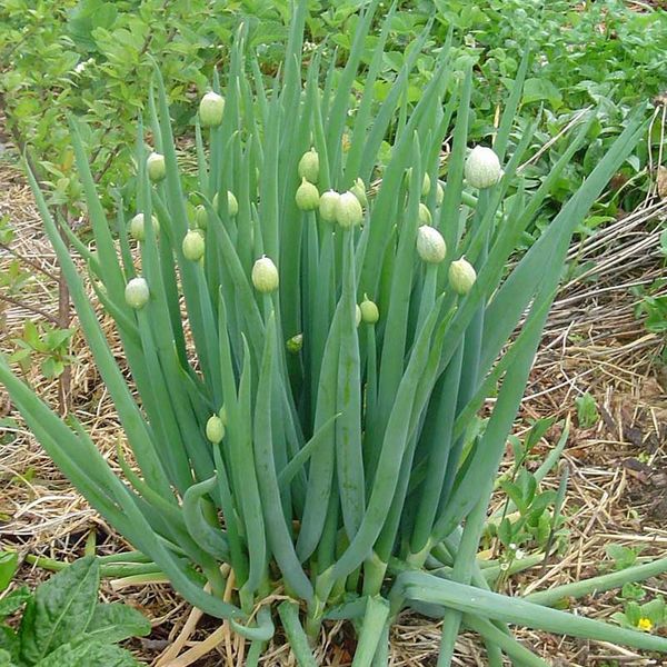  Onion batun cultivation