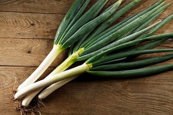  Onions batun are grown up only for receiving greens