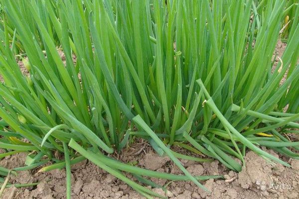  If the soil is nutritious and loose - onion batun grows well