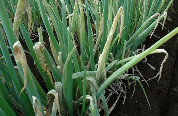  As a result of the disease, the batun can dry out the above-ground part.