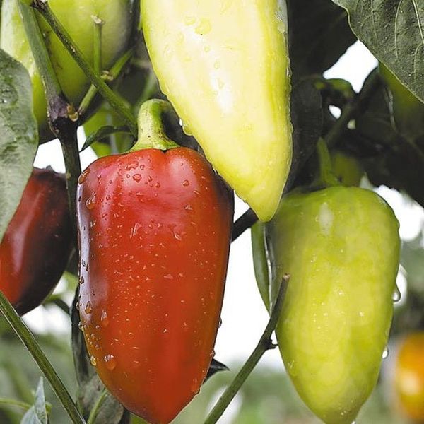  When reaching maturity, the fruits become red.