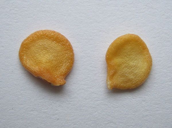  Seeds of pepper Belozerka
