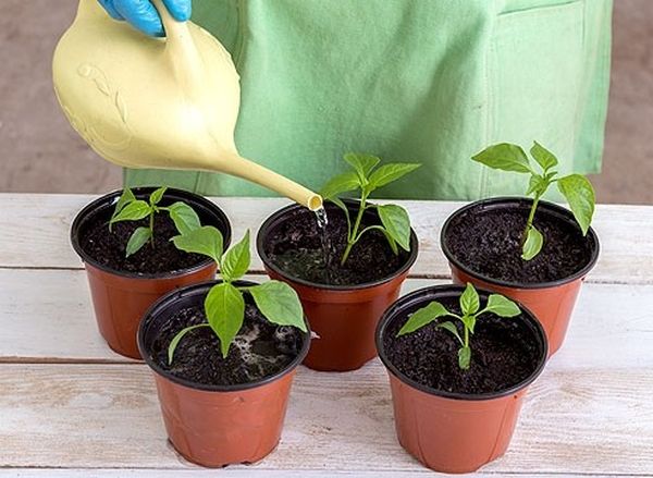  Sprinkle pepper seedlings as the soil dries.