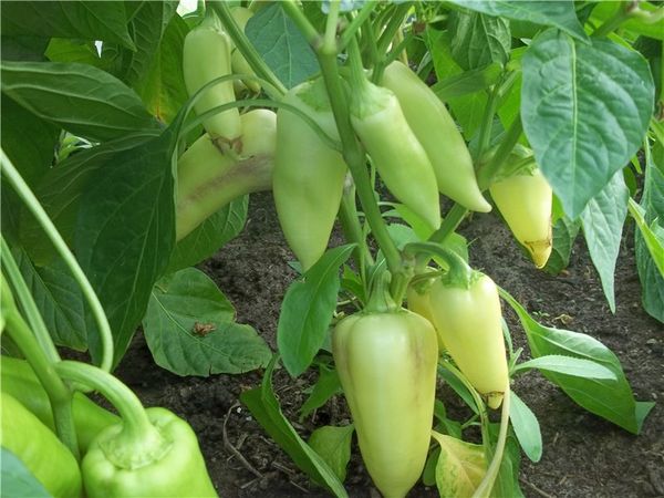  Variety Belozerka different early maturity
