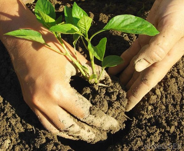  To protect against diseases, the plant is planted in open ground.
