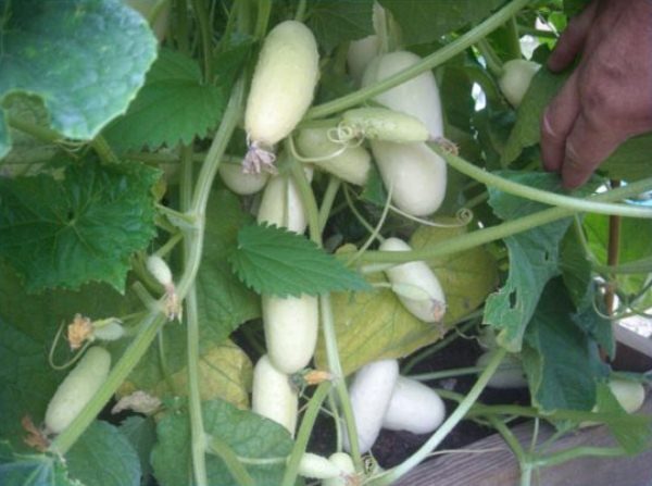  In agrotechnology, harvesting and consumption, white cucumbers do not differ much from their green relatives