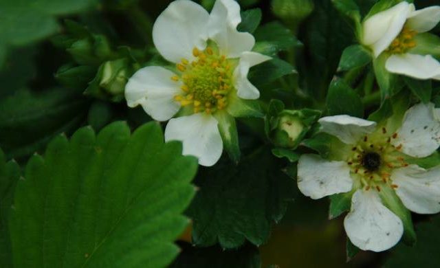  strawberry blooming