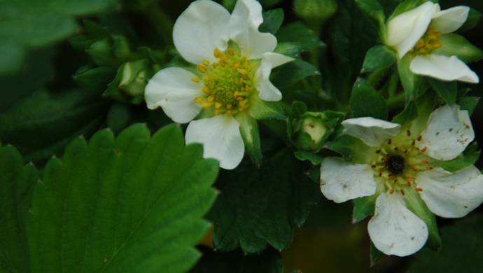  strawberry blooming