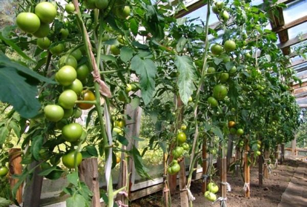  Ao cultivar um tomate Blagovest na estufa, com um arbusto você pode obter até 5 kg de tomate