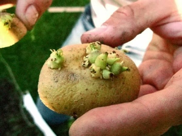  La prima regola di selezione di materiale di seme - i tuberi di piante malate e deboli non sono lasciati per riproduzione