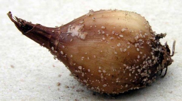  Cipolla acari