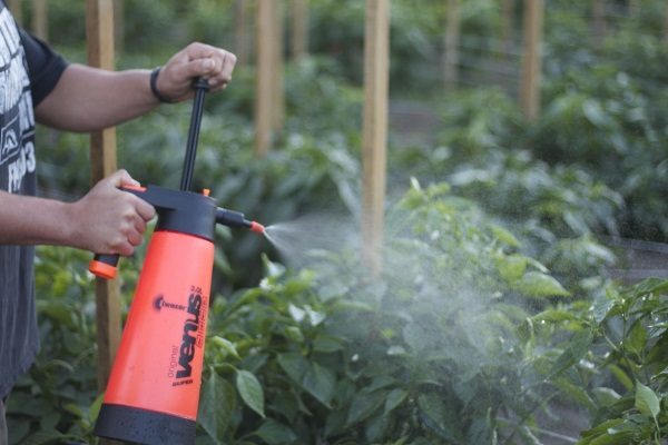  Spraying pepper bushes against diseases and pests