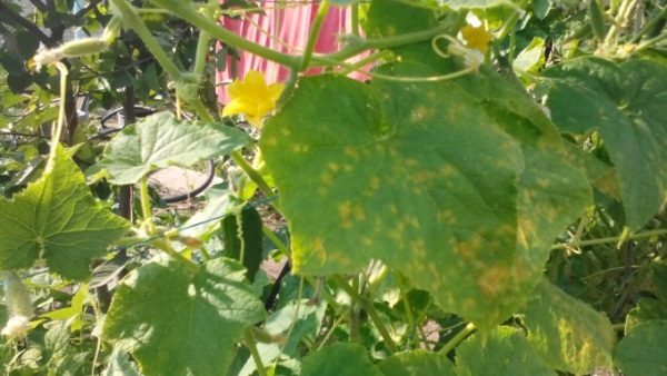  Segni di Cladosporia su Cetrioli