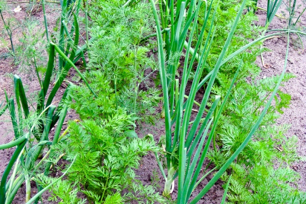  Planting onions and carrots on the same bed: advantages, methods