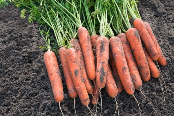  Samson carrots: description and characteristics, pros and cons, planting, care, storage
