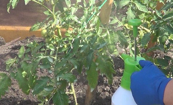  Tratamento de arbustos de tomate de doenças fungosas