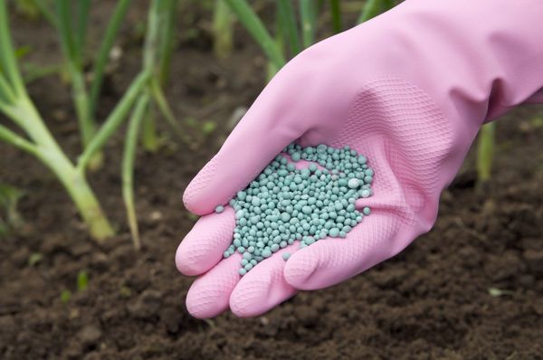  Mineral gübrelerin uygulama oranı toprağın zenginleştirilme derecesine bağlıdır.