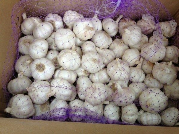  Garlic in the grid for implementation