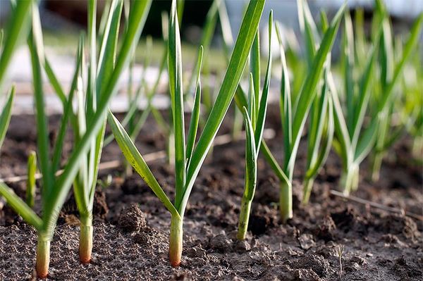  Cura dell'aglio di primavera
