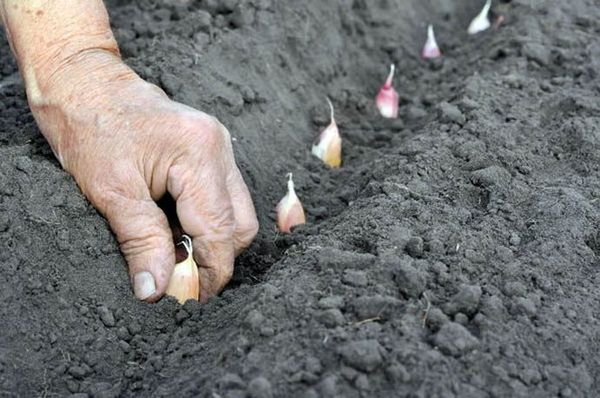 L'aglio invernale è piantato a fine settembre-inizio ottobre