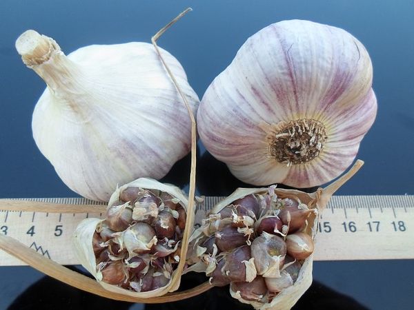  I giardinieri raccomandano di piantare altre varietà sui letti
