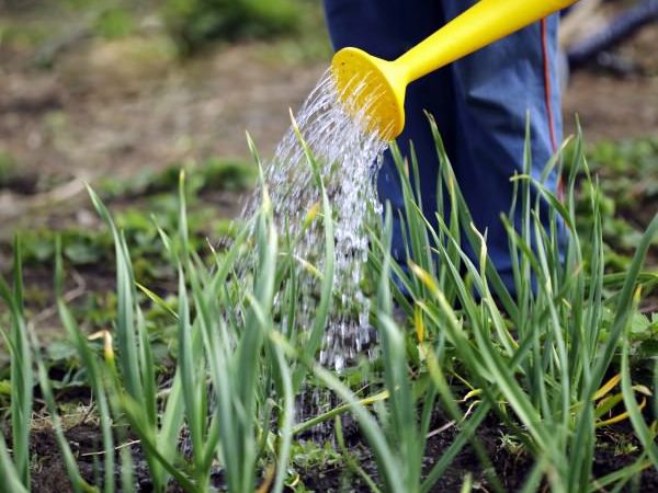  Per proteggersi dalle malattie, i fungicidi vengono spruzzati in primavera.