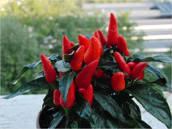  Tabasco κόκκινη πιπεριά δίνει μια μεγάλη συγκομιδή