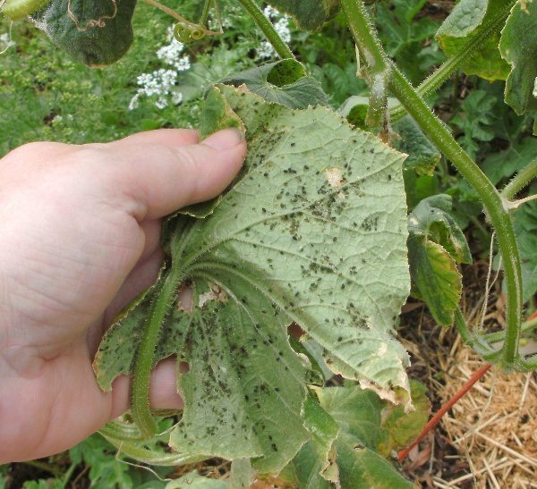  Cucumber bush struck by melon gum