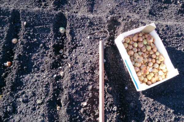  La plantación de variedades Hércules en campo abierto se realiza en abril-mayo.