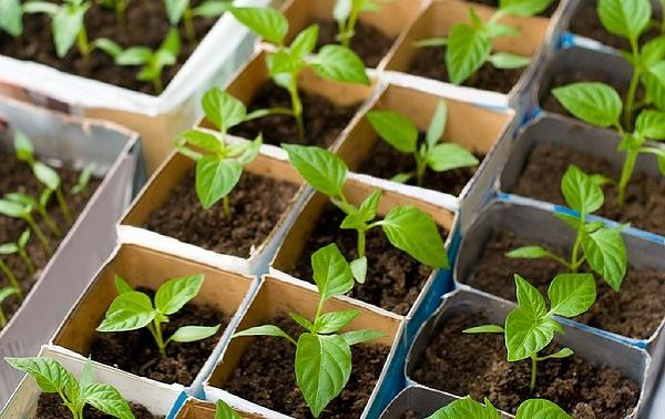  Young plants of pepper do not tolerate transplantation, so they should be planted immediately in separate containers.