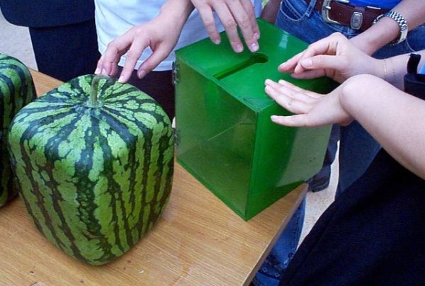  Square watermelon on the table close up