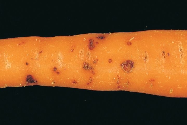  Fungal disease fomoz