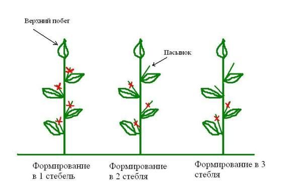  Pepper Claudio can be formed in both two and three stalks, leaving a pair of the most powerful and well-developed stepsons
