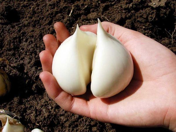  Before you start growing garlic, you must decide on its variety.