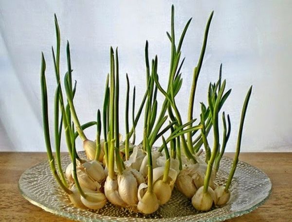  In order for chives to sprout faster, they are treated with a root formation stimulator.