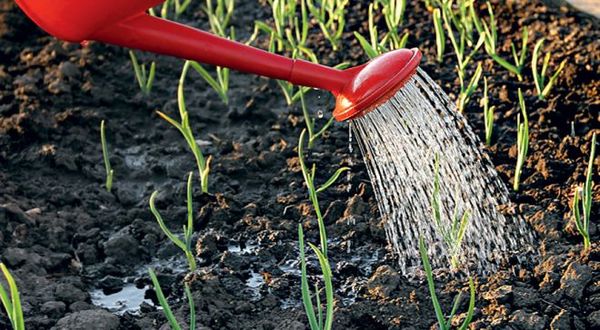  It is very important that the soil always remains wet.