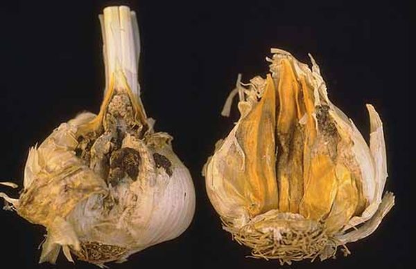  Garlic Neck Rot