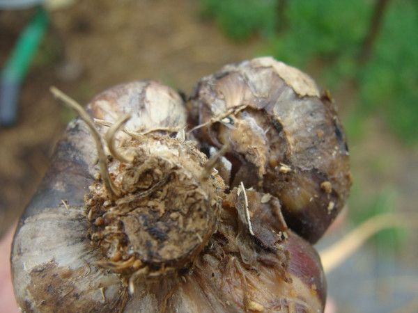  Nematode damage