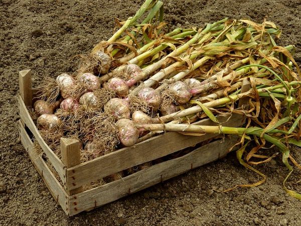  Mature garlic after harvest