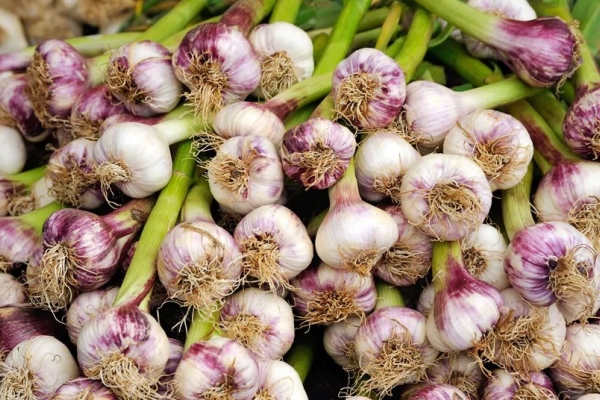  L'aglio contiene selenio, zinco, fosforo, manganese, ferro e rame, vitamina C