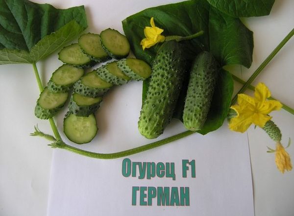  Sucuri de castraveți Herman