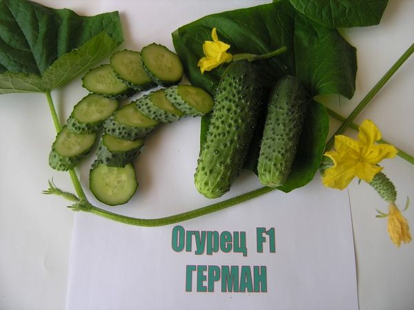  Краставица сортове Херман