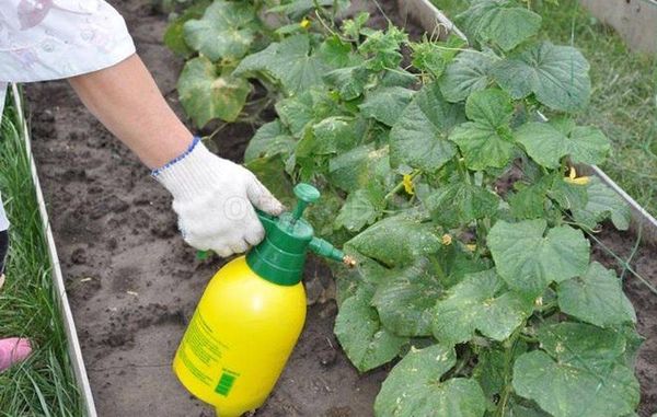  За да получите втора реколта, можете да използвате превръзка на листата.