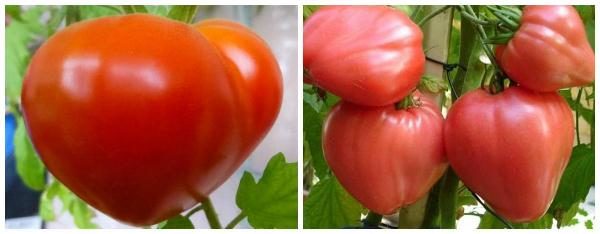  Variedade Mid-season de tomate Budenovka