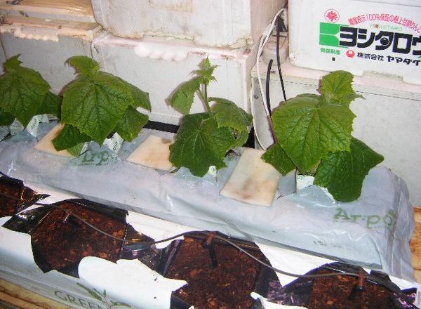  DIY hydroponics pentru castraveți și roșii