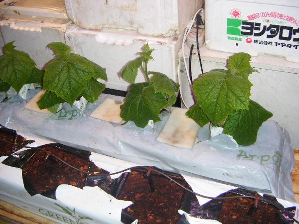  Hidroponia DIY para pepinos e tomates