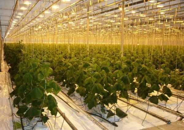  Se o sistema hidropônico for usado para cultivo industrial, as bombas precisarão ser usadas.