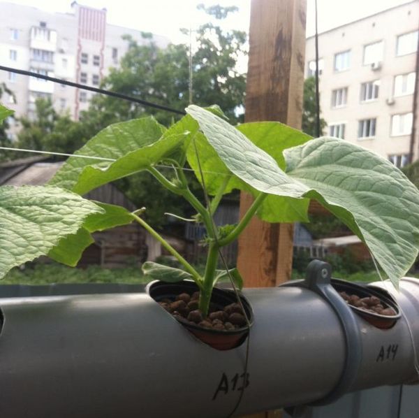  Quando cultivados em um sistema hidropônico, os vegetais não recebem substâncias nocivas do solo.